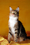 katzenfotos maine_coon