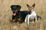 hundefotos dobermann