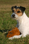 tierfreundschaft tierfreundschaft