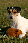 tierfreundschaft tierfreundschaft