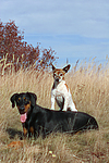 hundefotos dobermann