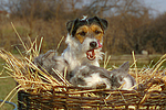 tierfreundschaft tierfreundschaft