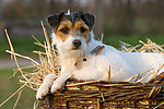 tierfreundschaft tierfreundschaft