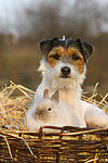 tierfreundschaft tierfreundschaft