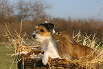 tierfreundschaft tierfreundschaft