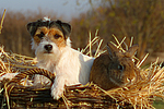 tierfreundschaft tierfreundschaft