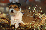 tierfreundschaft tierfreundschaft
