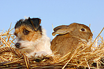 tierfreundschaft tierfreundschaft