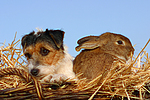 tierfreundschaft tierfreundschaft