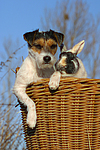 tierfreundschaft tierfreundschaft