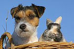 tierfreundschaft tierfreundschaft