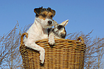 tierfreundschaft tierfreundschaft