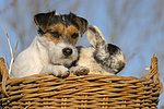 tierfreundschaft tierfreundschaft
