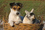tierfreundschaft tierfreundschaft