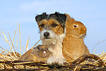 tierfreundschaft tierfreundschaft