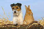 tierfreundschaft tierfreundschaft