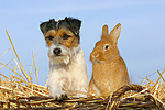 tierfreundschaft tierfreundschaft