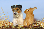 tierfreundschaft tierfreundschaft