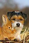 tierfreundschaft tierfreundschaft