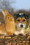 tierfreundschaft tierfreundschaft
