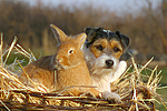 tierfreundschaft tierfreundschaft