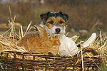tierfreundschaft tierfreundschaft