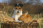 tierfreundschaft tierfreundschaft