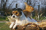 tierfreundschaft tierfreundschaft
