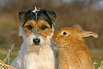 tierfreundschaft tierfreundschaft