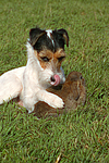 tierfreundschaft tierfreundschaft