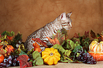 katzenfotos ocicat