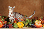 katzenfotos ocicat