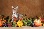 katzenfotos ocicat