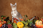 katzenfotos ocicat