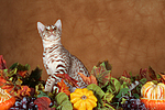 katzenfotos ocicat