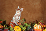 katzenfotos ocicat