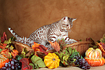 katzenfotos ocicat