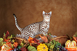 katzenfotos ocicat