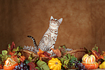 katzenfotos ocicat