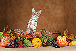 katzenfotos ocicat