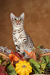 katzenfotos ocicat