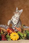 katzenfotos ocicat