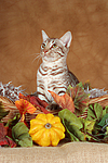 katzenfotos ocicat