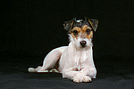 hundefotos parson_russell_terrier