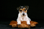 hundefotos parson_russell_terrier