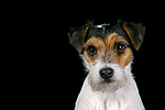 hundefotos parson_russell_terrier