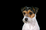 hundefotos parson_russell_terrier