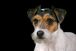 hundefotos parson_russell_terrier