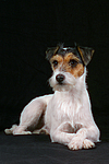 hundefotos parson_russell_terrier