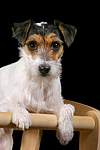 hundefotos parson_russell_terrier
